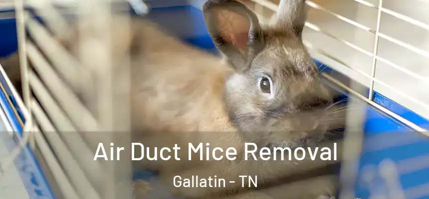  Air Duct Mice Removal Gallatin - TN
